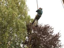 bomen rooien